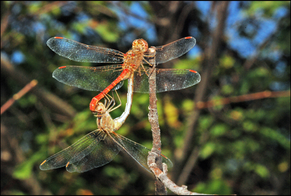 Sympetrum striolatum? no, Sympetrum meridionale